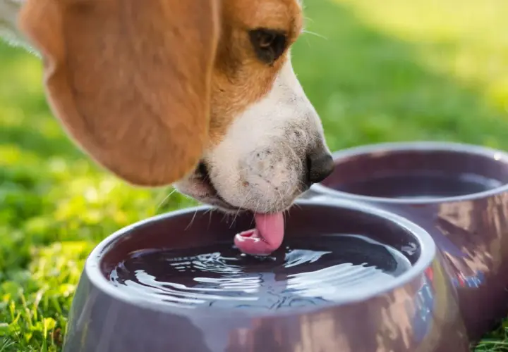 Beagle pije wodę z miski, jego język tworzy fale. Czy to oznaka polidypsji?