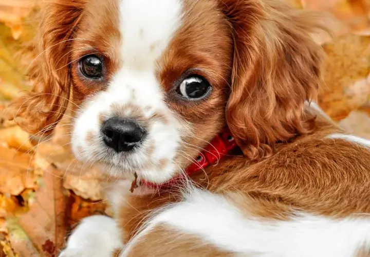 Słodki Cavalier King Charles Spaniel w jesiennych liściach. Jego oczy są jak czarne koraliki, gotowe na test Schirmera.