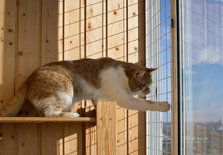 Jak zabezpieczyć balkon dla kota bez siatki: 5 skutecznych sposobów