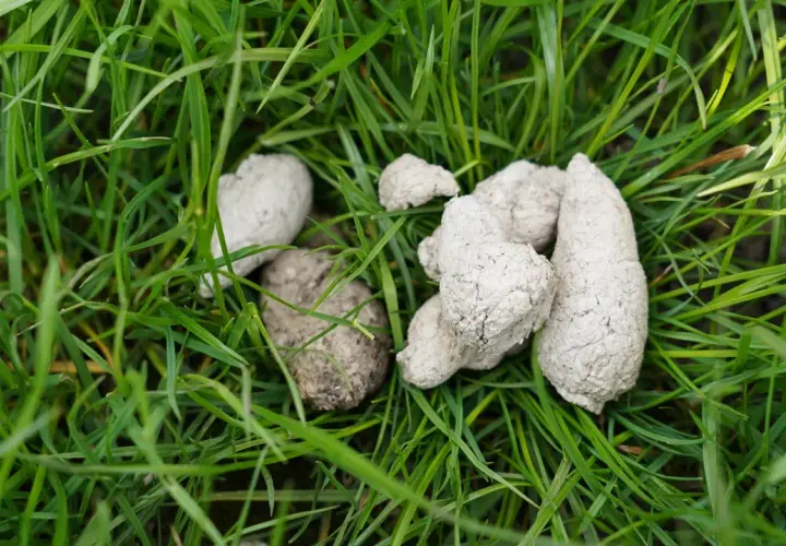Kupa psa na trawie, z widocznymi białymi kropkami w kale.