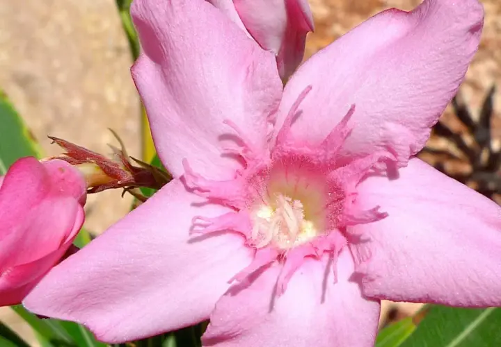 Piękny, różowy oleander. Pamiętaj, czy oleander jest trujący – jego piękno skrywa niebezpieczeństwo.