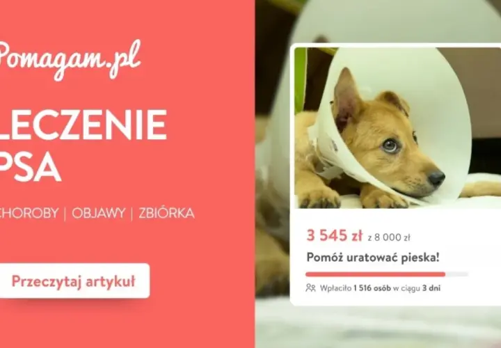 Koszt chemioterapii u psa: Co warto wiedzieć przed rozpoczęciem leczenia