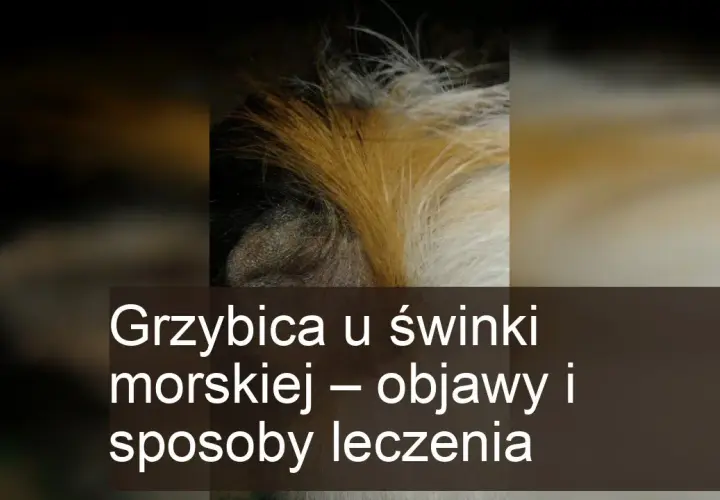 Grzybica u świnki morskiej - zdjęcia i porady