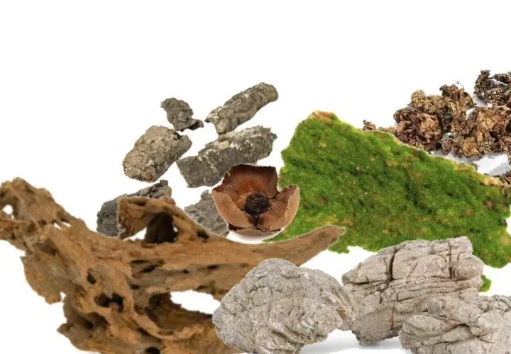 Wystrój terrarium: dekoracje i ozdoby do terrarium