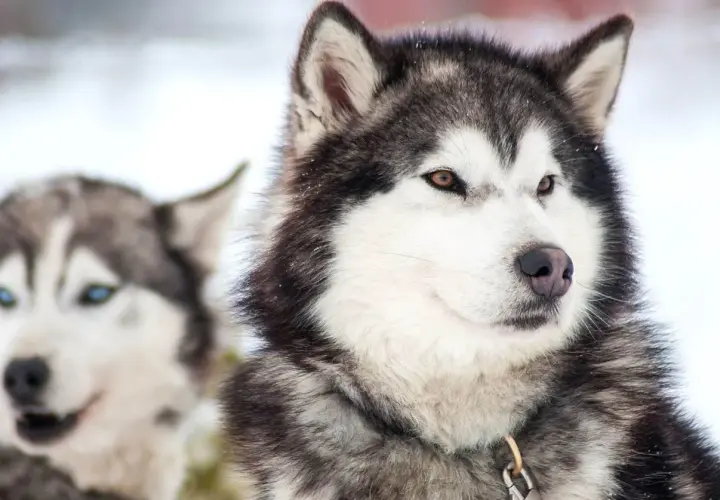 Jak wytresować husky - 7 sprawdzonych metod na posłusznego psa