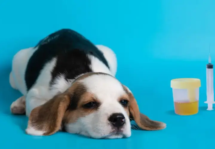 Smutny szczeniak beagle obok pojemnika z moczem i strzykawki. W moczu mogą być wałeczki szkliste.