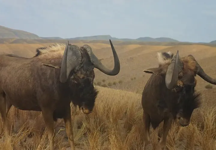 Czym się żywi antylopa gnu? Odkryj jej tajemnice diety i nawyków