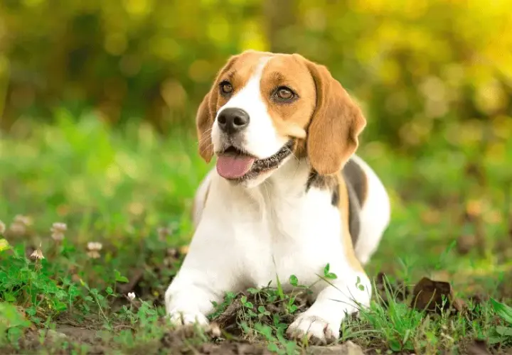 Nauczysz się jak wytresować beagle: 8 skutecznych technik szkolenia psa