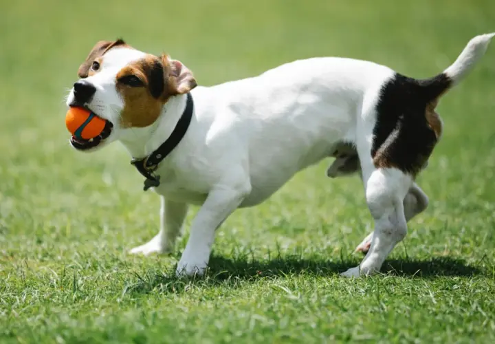 Jak wytresować jack russell terriera - 5 skutecznych metod tresury