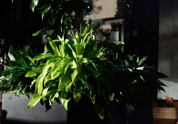 Duże, zielone liście rośliny w donicy. Zastanawiasz się, czy dracena jest trująca dla kota? Ta roślina wygląda na bezpieczną, ale lepiej sprawdzić.