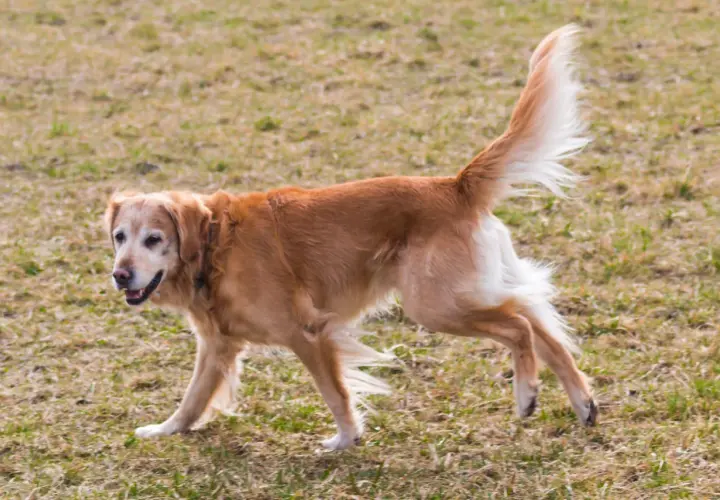 Złoty retriever z dysplazją porusza się po trawie, jego ogon uniesiony w górę.