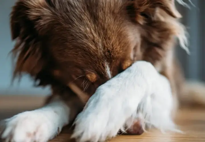 Co oznacza, gdy pies się trzęsie? Możliwe przyczyny i leczenie