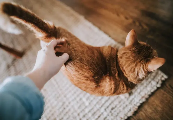 Ruda kotka na dywanie, głaskana ręką. Delikatne marcowanie kotów, czułe chwile.