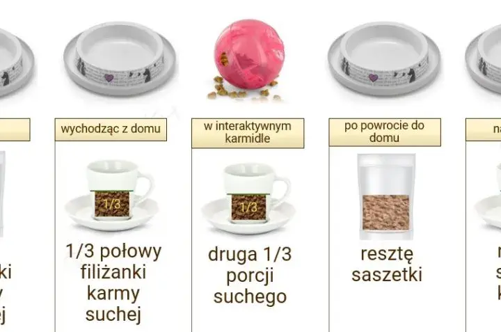Poprawne dawkowanie mokrej karmy dla kota - kompletne zasady żywienia