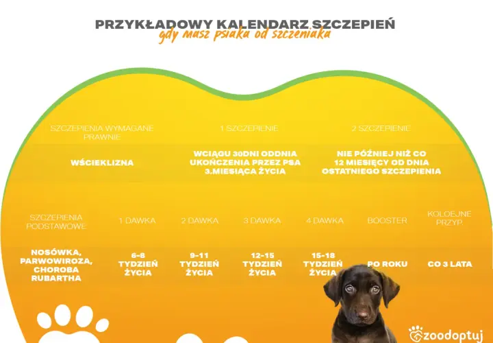 Kalendarz szczepień psa: wścieklizna po terminie, podstawowe szczepienia i dawki przypominające. Piesek czeka na opiekę.