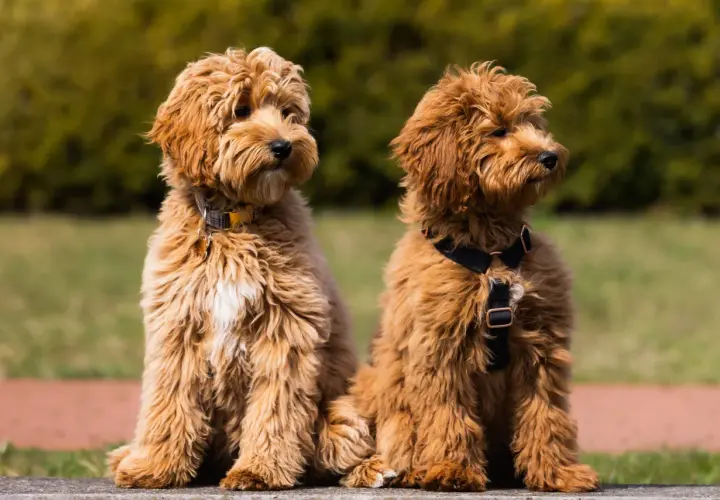 Dwa urocze szczenięta labradoodle siedzą obok siebie. Zastanawiasz się nad labradoodle cena?