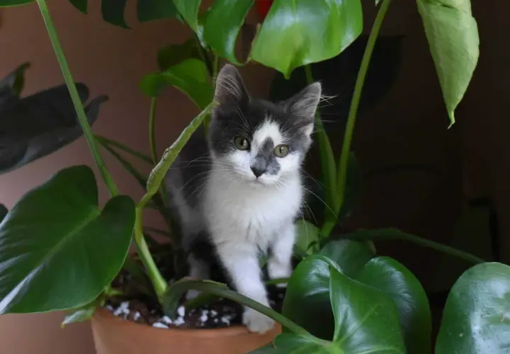 Mały kotek wśród liści Monstera deliciosa. Czy alokazja jest trująca dla kota? Ta roślina może być niebezpieczna dla zwierząt.