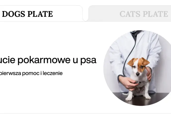 Weterynarz bada psa, który może mieć objawy zatrucia pokarmowego. Tekst informuje o zatruciu pokarmowym u psa.