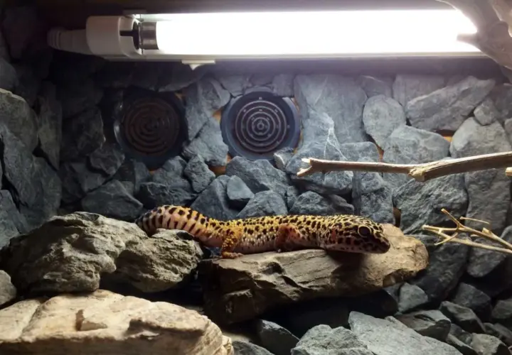 Oświetlenie w terrarium - ważne wskazówki