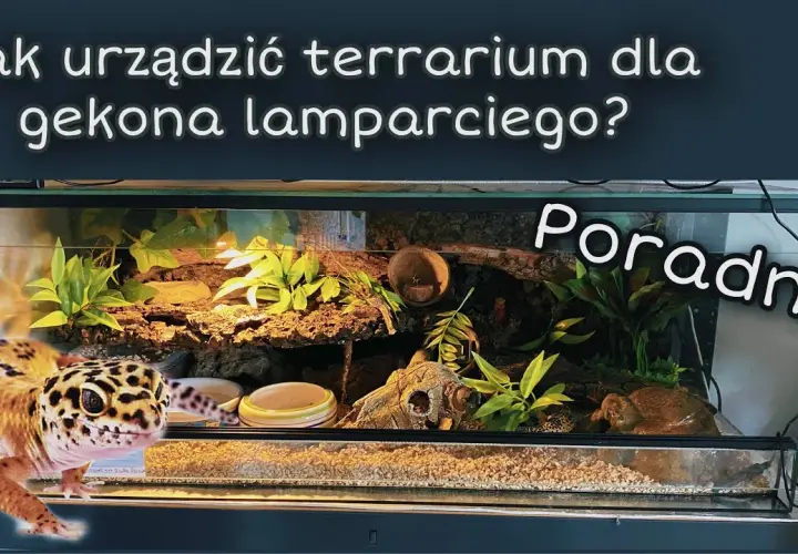 Wyposażenie terrarium - poradnik