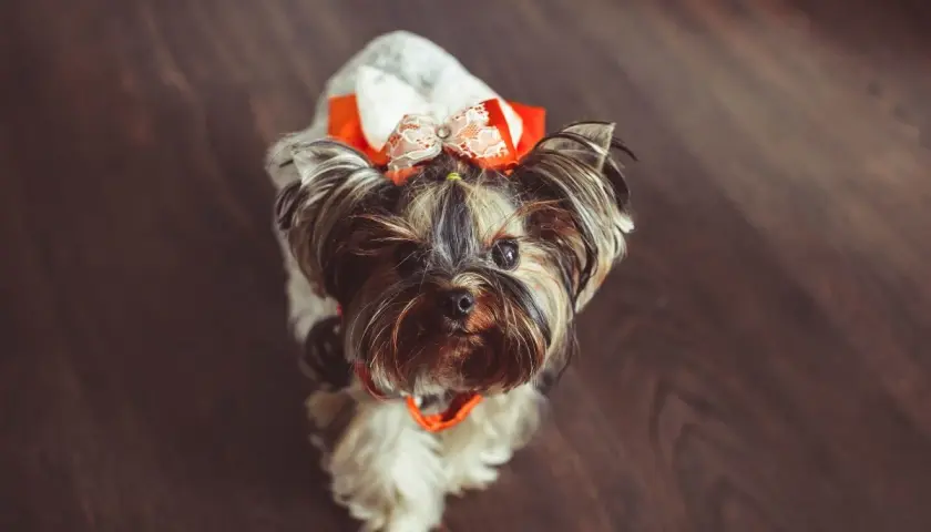 Urocza suczka rasy Yorkshire Terrier w pomarańczowo-białej kokardce. Idealne imię dla suczki? Może "Kokardka"?