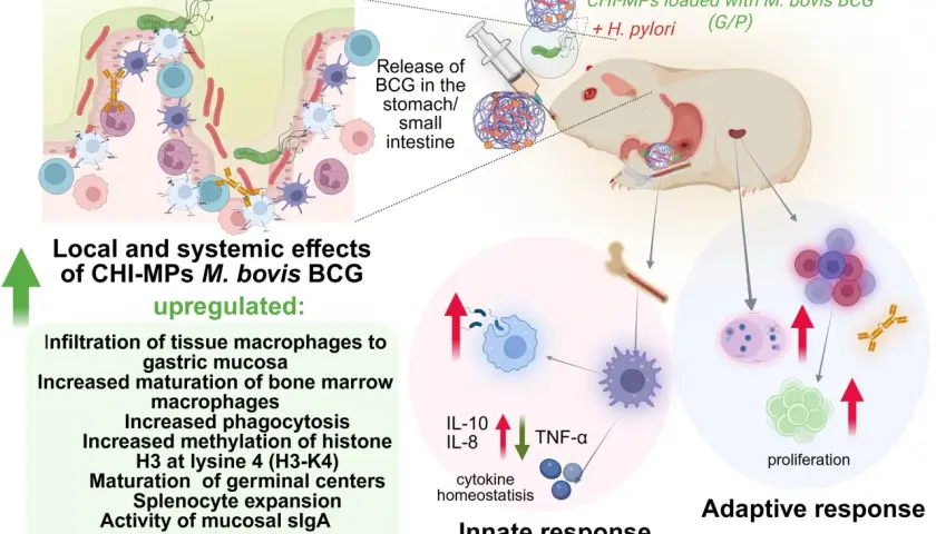 Schemat przedstawia model doświadczalny, gdzie CHI-MP z M. bovis BCG i H. pylori podano doustnie, wywołując lokalne i systemowe efekty, w tym proliferację komórek i odpowiedź immunologiczną.