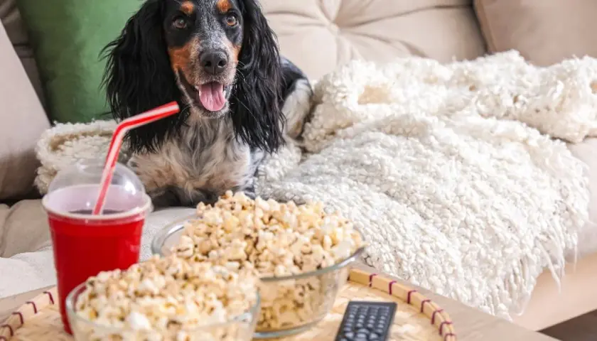 Pies na kanapie z popcornem i napojem. Czy pies może jeść popcorn? Ten słodki piesek wygląda, jakby chciał się dowiedzieć.