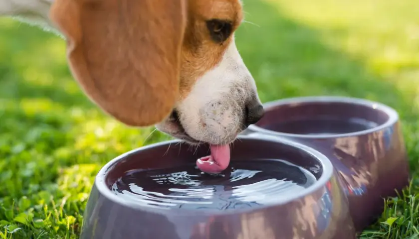 Beagle pije wodę z miski, jego język tworzy fale. Czy to oznaka polidypsji?