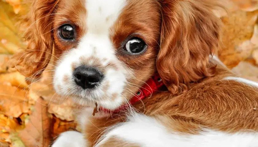 Słodki Cavalier King Charles Spaniel w jesiennych liściach. Jego oczy są jak czarne koraliki, gotowe na test Schirmera.
