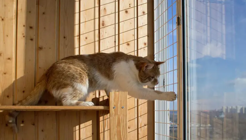 Jak zabezpieczyć balkon dla kota bez siatki: 5 skutecznych sposobów