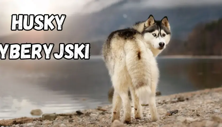 Piękny syberyjski pies z dwukolorowymi oczami spogląda przez ramię na tle jeziora i gór.