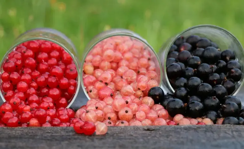 Czy pies może jeść czerwoną porzeczkę? Korzyści i zagrożenia