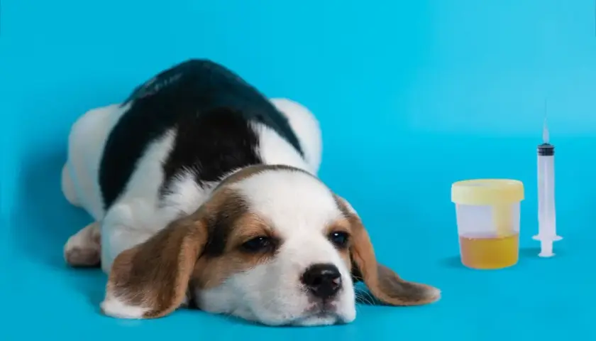 Smutny szczeniak beagle obok pojemnika z moczem i strzykawki. W moczu mogą być wałeczki szkliste.