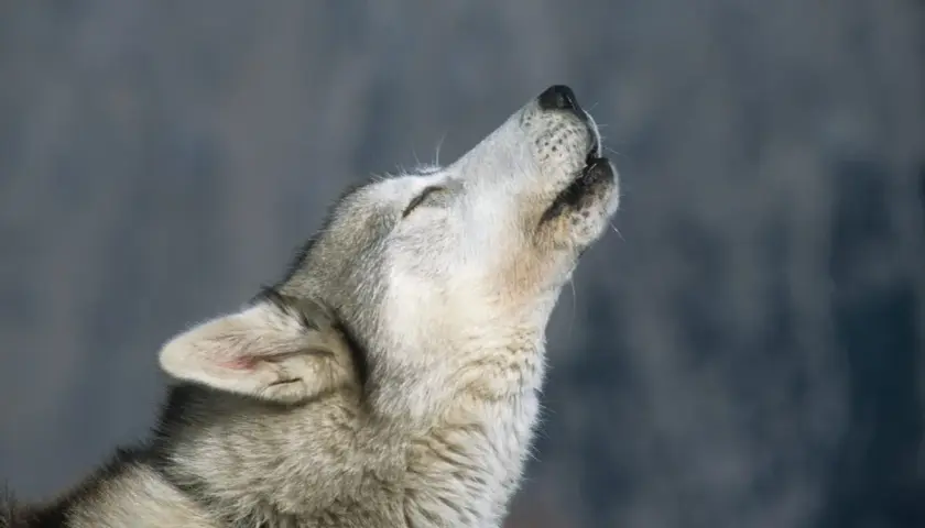 Dlaczego husky wyje? Odkryj przyczyny i jak to zrozumieć