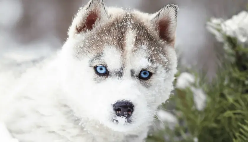 Psy jak husky: małe rasy, które zachwycają wyglądem i charakterem