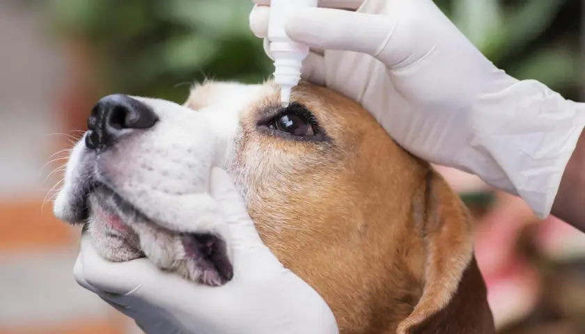Weterynarz zakrapla psu oko kroplami otoxolan. Pies jest spokojny, a jego opiekun delikatnie przytrzymuje mu pysk.