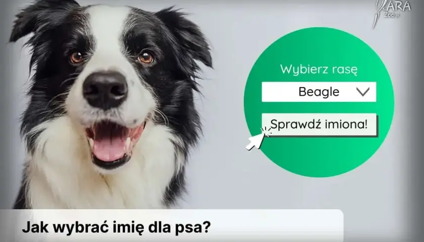 Uroczy border collie zachęca do wyboru rasy i sprawdzenia imion na literę H.