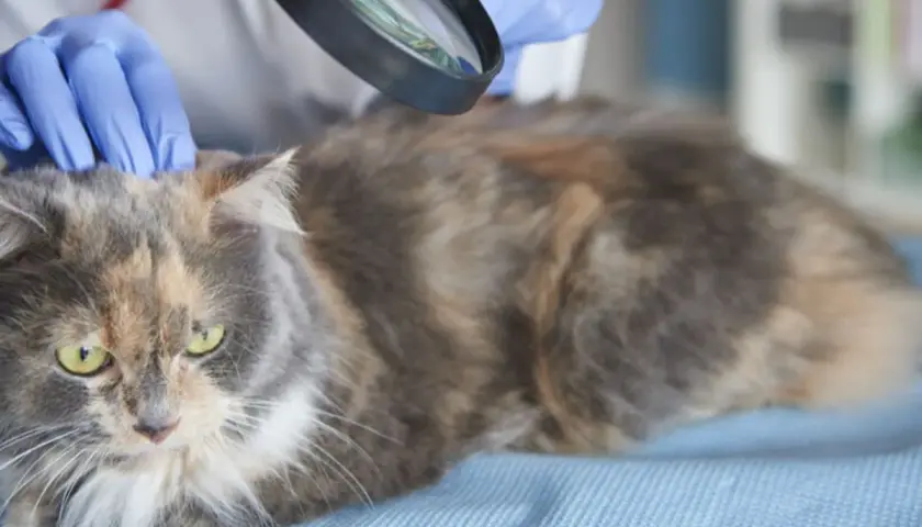 Weterynarz bada kota pod kątem liszaja. Rękawiczki i lupa pomagają w diagnozie.