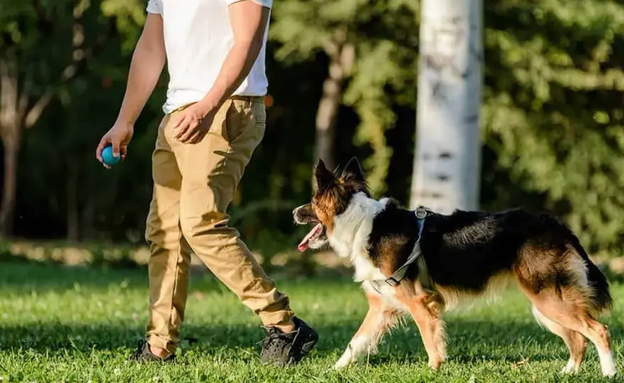 Skuteczne metody jak wytresować border collie: kompletny poradnik tresury