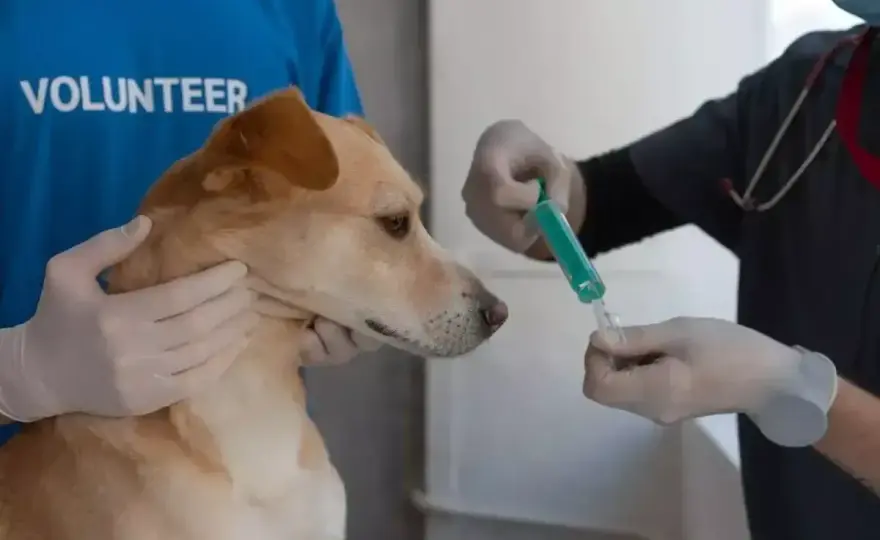 Cytopoint dla psa - czy to lek na świąd dla Twojego pupila?