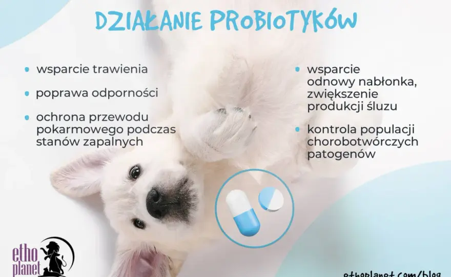 Probiotyk dla psa - czy ludzki działa? Sprawdź zanim podasz!