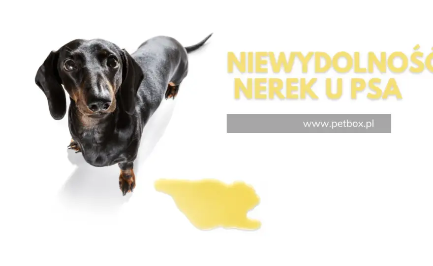 Wsparcie nerek u psa i kota - Kiedy preparat ma sens?