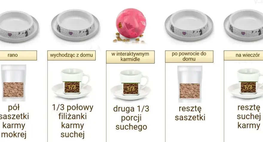 Poprawne dawkowanie mokrej karmy dla kota - kompletne zasady żywienia