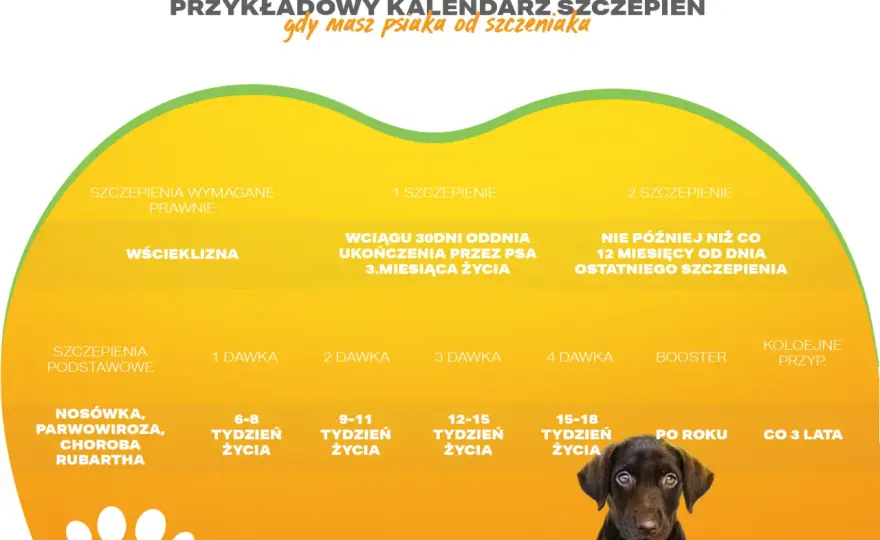 Spóźnione szczepienie psa - Co robić, gdy minął termin?