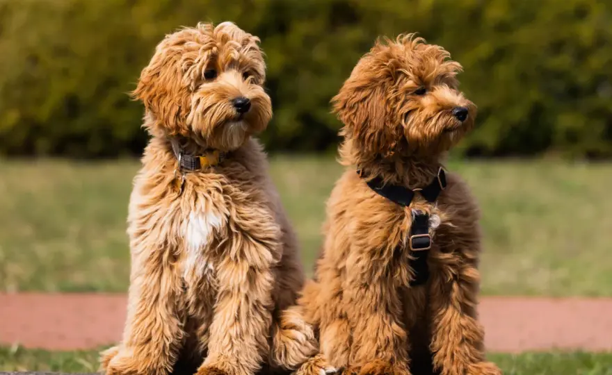 Labradoodle cena - Ile kosztuje szczeniak i pierwszy rok z psem?