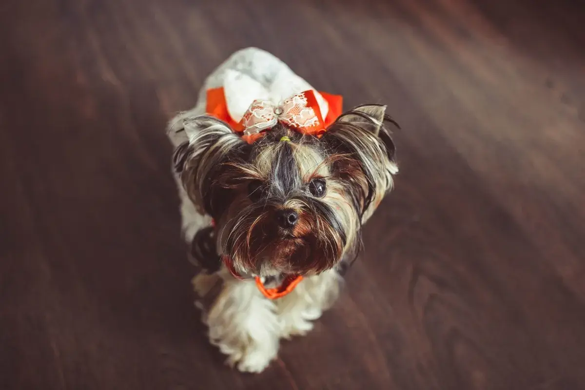 Urocza suczka rasy Yorkshire Terrier w pomarańczowo-białej kokardce. Idealne imię dla suczki? Może "Kokardka"?
