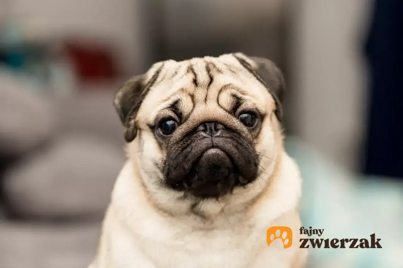 Uroczy mopsik z charakterystycznymi zmarszczkami. Zastanawiasz się, ile kosztuje mops?