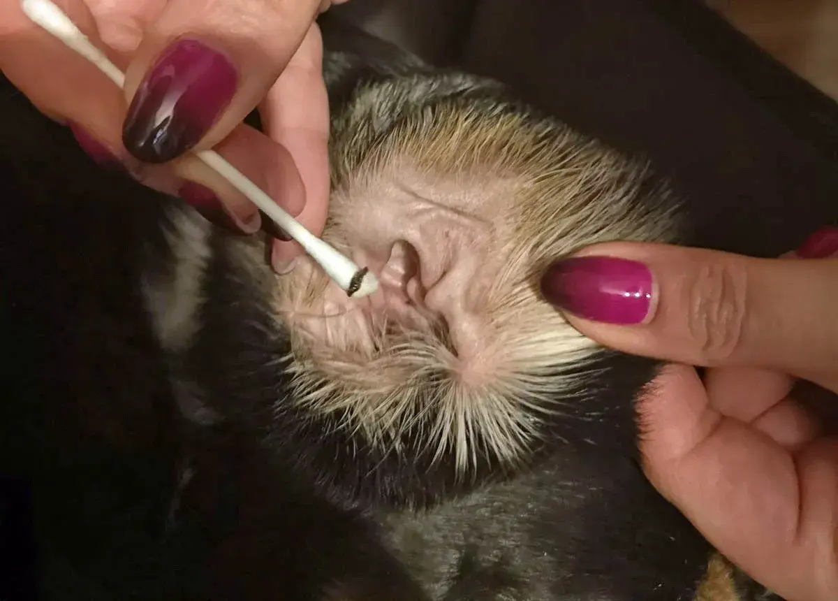 Czyszczenie ucha psa wacikiem, widoczne ciemne zabrudzenie na końcówce.