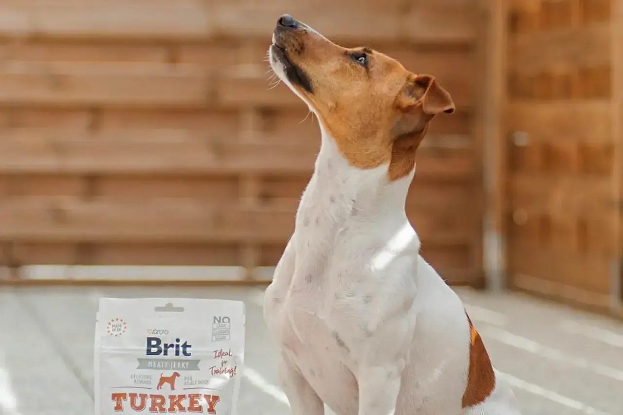 Pies czeka na przysmak. Opakowanie Brit Meaty Jerky Turkey sugeruje najlepsza karma dla psa - ranking.