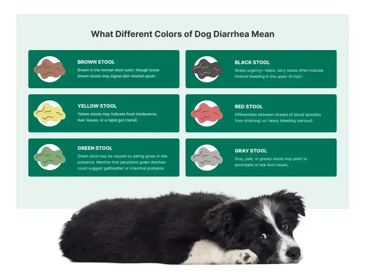 Zielona kupa u psa może oznaczać jedzenie trawy. Dowiedz się więcej o kolorach psich odchodów.